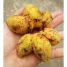 Bornean haarige Bananensamen (Musa hirta)