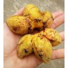 Price: €4.25 - (Musa hirta) بذور الموز البورنية المشعرة - 