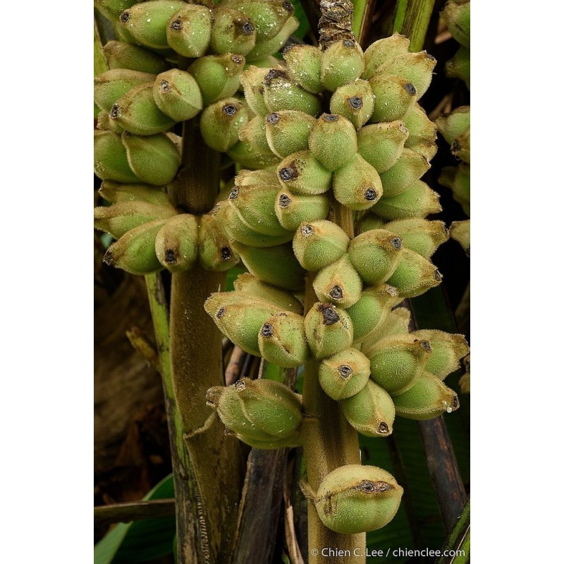 Price: €4.25 - (Musa hirta) بذور الموز البورنية المشعرة - 