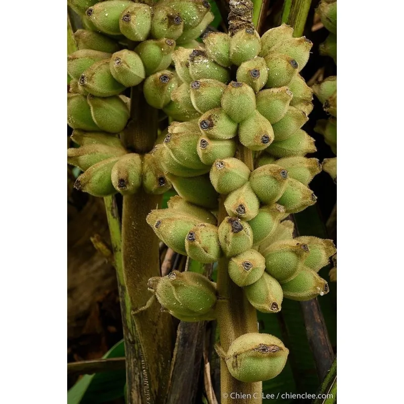 Nasiona bananowca włochatego Bornean (Musa hirta)