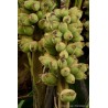 Price: €4.25 - (Musa hirta) بذور الموز البورنية المشعرة - 