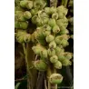 Nasiona bananowca włochatego Bornean (Musa hirta)