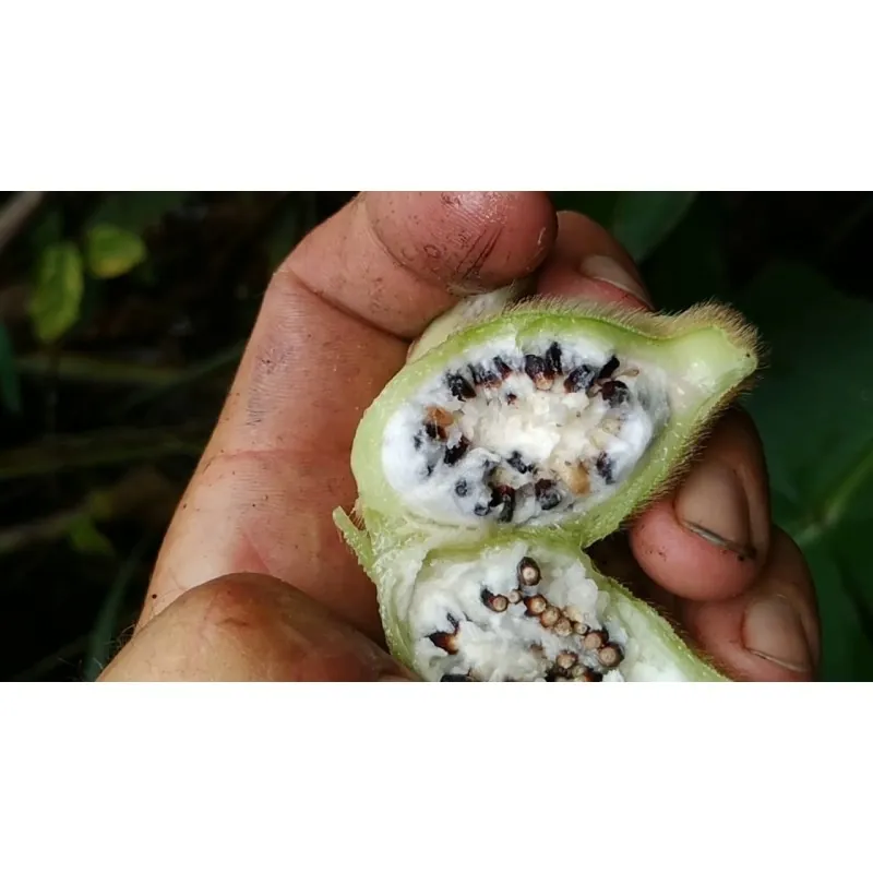 Nasiona bananowca włochatego Bornean (Musa hirta)