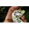 Semeno Bornean chlupaté banánu (Musa hirta)