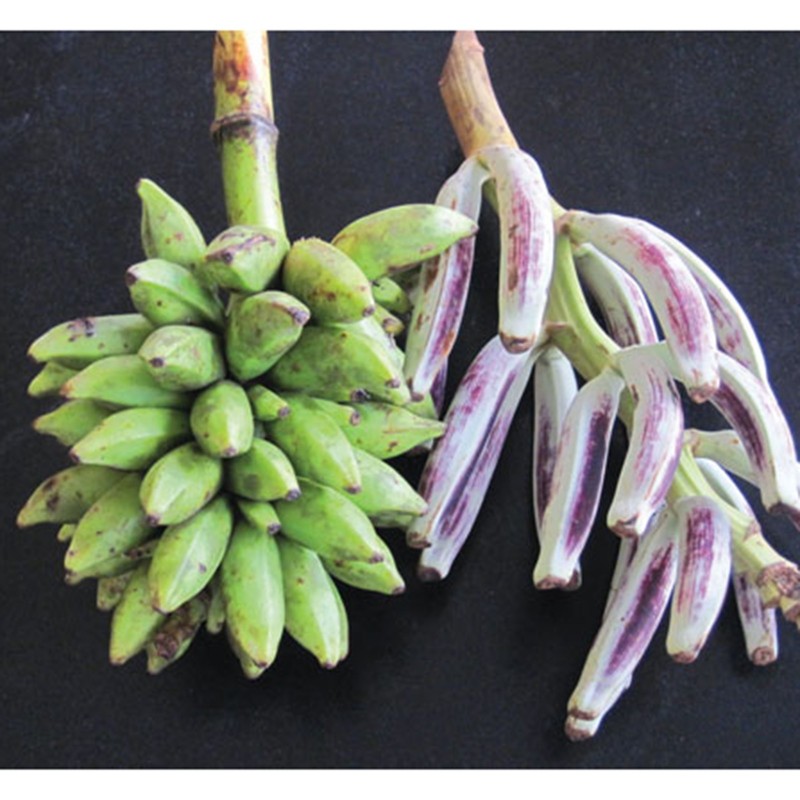 Price: €4.25 - (Musa hirta) بذور الموز البورنية المشعرة - 