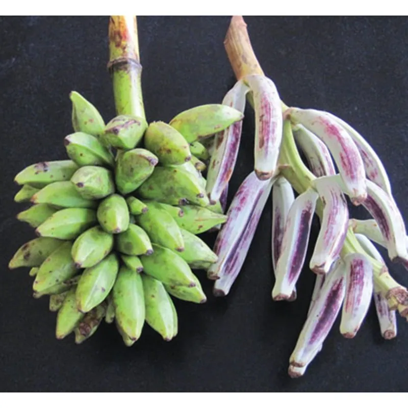 Nasiona bananowca włochatego Bornean (Musa hirta)