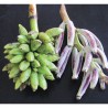 Price: €4.25 - (Musa hirta) بذور الموز البورنية المشعرة - 