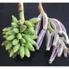 Nasiona bananowca włochatego Bornean (Musa hirta)