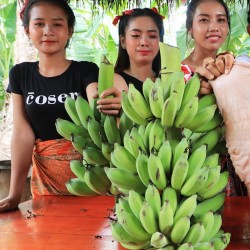 Bornean håriga bananfrön (Musa hirta)