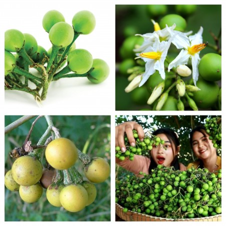 Price: €1.65 - Mini Patlidzan – Grasak Patlidzan Seme (Solanum torvum) - Seeds Gallery