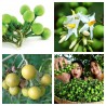 Price: €1.65 - Mini Patlidzan – Grasak Patlidzan Seme (Solanum torvum) - Seeds Gallery