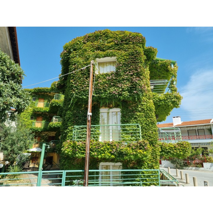 Bluszcz pospolity Bluszcz angielski Bluszcz europejski Nasiona (Hedera helix) - 1.935