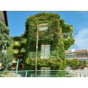 Price: €2.15 - Graines de Lierre ou Lierre Grimpant (Hedera helix) - 