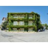 Price: €2.15 - Graines de Lierre ou Lierre Grimpant (Hedera helix) - 
