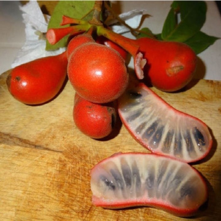 Susung Kalabaw or Carabao tits Seeds (Uvaria rufa) - 4.5