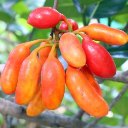 Susung Kalabaw or Carabao tits Seeds (Uvaria rufa) - 4.5