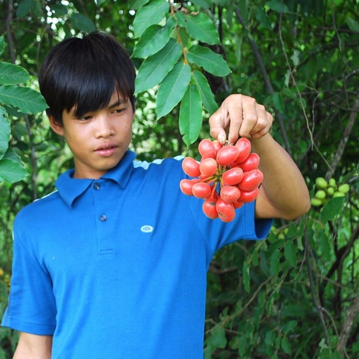 Susung Kalabaw or Carabao tits Seeds (Uvaria rufa) - 4.5
