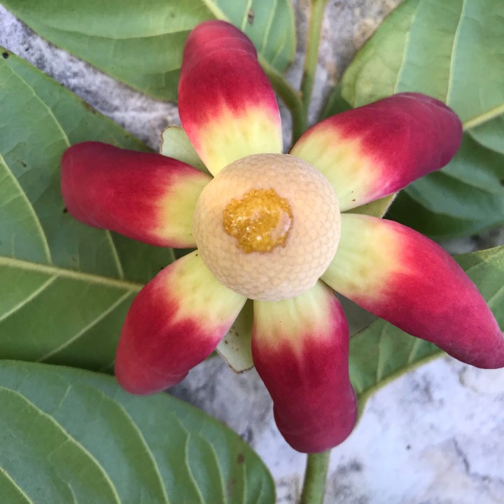 Susung Kalabaw or Carabao tits Seeds (Uvaria rufa) - 4.5
