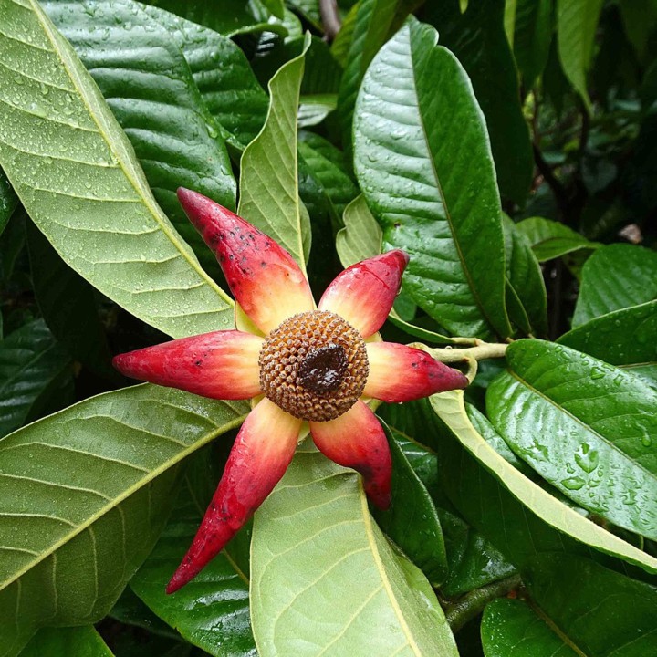 Susung Kalabaw or Carabao tits Seeds (Uvaria rufa) - 4.5