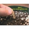 Price: €12.95 - Semillas de Plumeria "Ornamental mix" - 