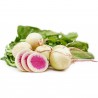 Rädisa vattenmelon frön | 1,95 €