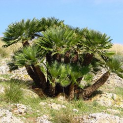 Mediterranean dwarf palm...