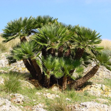 Europeisk Dvärgpalm Fröer (Chamaerops humilis)