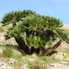 Zwergpalme Samen (Chamaerops humilis)