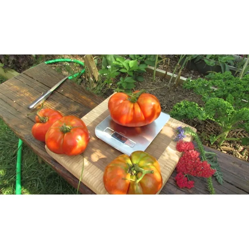 Semințe organice de roșii Heirloom pentru friptură de vită