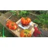 Semințe organice de roșii Heirloom pentru friptură de vită