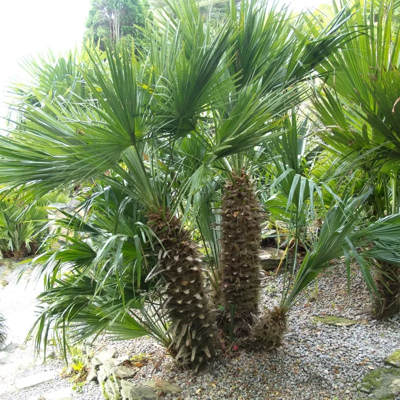 Semillas de Palmito o Palmera Enana (Chamaerops humilis)
