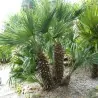 Graines de Palmier Nain, Palmier Doum (Chamaerops humilis L.)