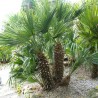Price: €3 - Semi di Palma Nana (Chamaerops humilis) - 