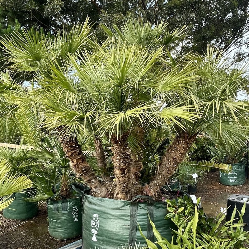 Price: €3 - Semi di Palma Nana (Chamaerops humilis) - 