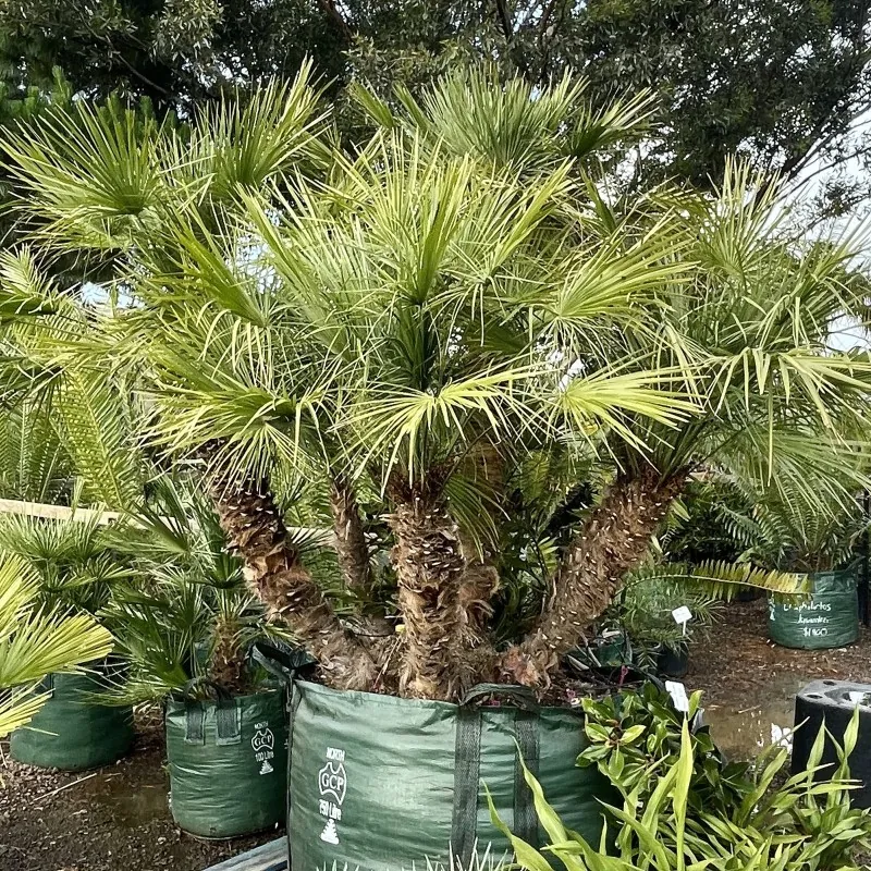 Zwergpalme Samen (Chamaerops humilis)
