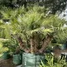 Semillas de Palmito o Palmera Enana (Chamaerops humilis)