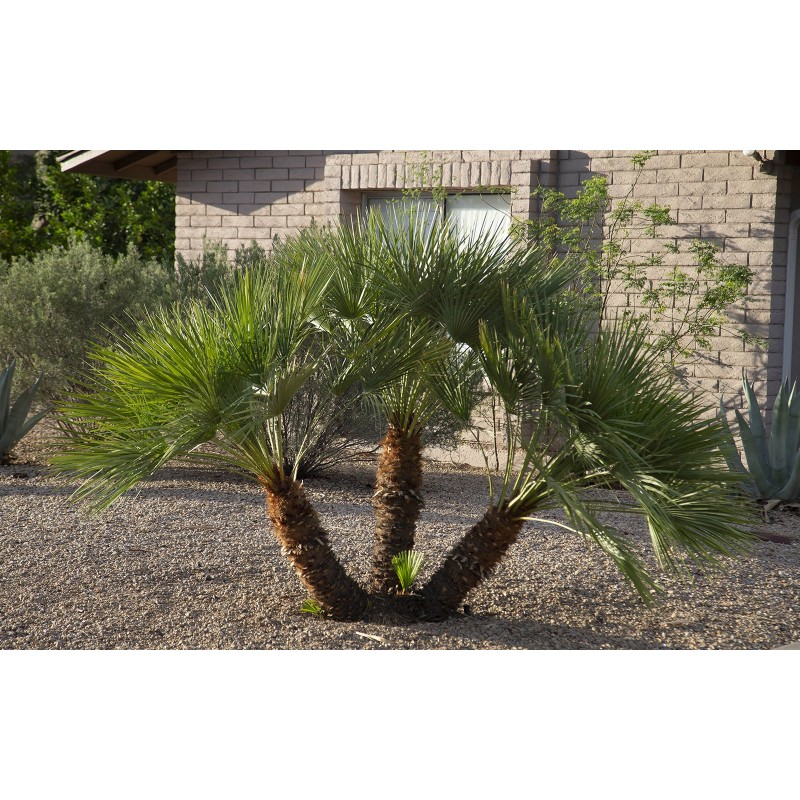 Price: €3 - Semi di Palma Nana (Chamaerops humilis) - 