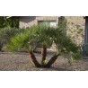 Price: €3 - Semi di Palma Nana (Chamaerops humilis) - 