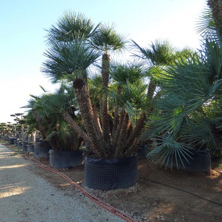 Price: €3 - Semi di Palma Nana (Chamaerops humilis) -