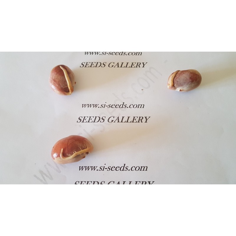 Jackfrukt Frön (Artocarpus heterophyllus) | 5,00 €