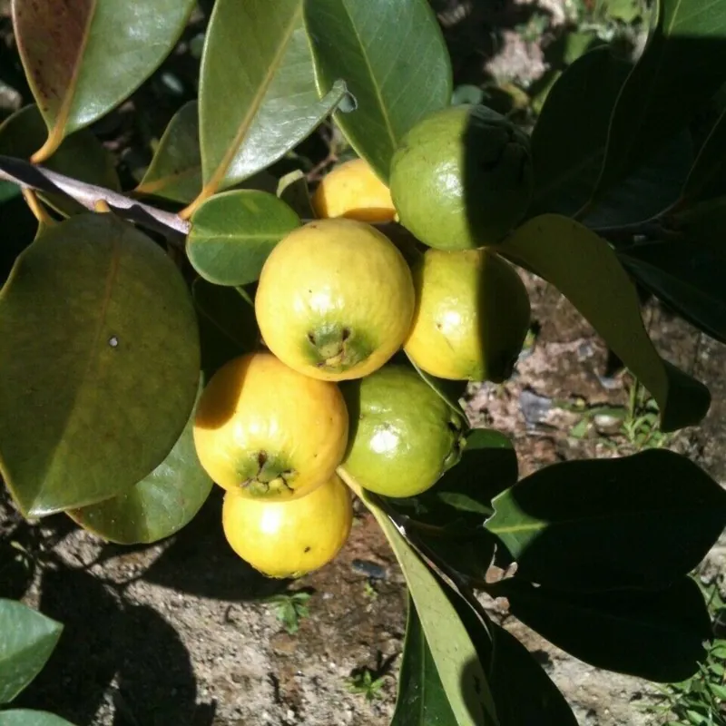 Semena brazilské guavy (Psidium guineense)