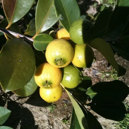 Brazil guava mag (Psidium guineense)