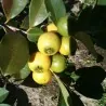 Brazilian Guava Seeds (Psidium guineense)