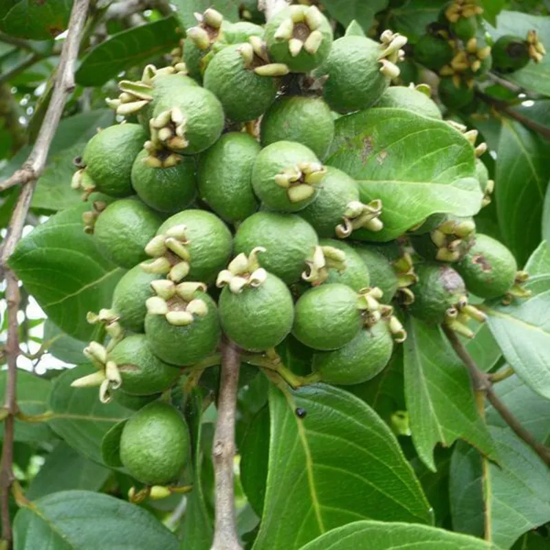 Σπόροι Βραζιλιάνικης Γκουάβας (Psidium guineense)