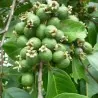 Nasiona Brazylijskie guawy (Psidium guineense)