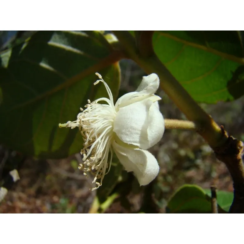 Brasilianische Guavensamen (Psidium guineense)