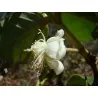 Brazil guava mag (Psidium guineense)