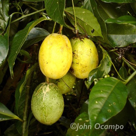 Sementes de Maracujá Perfeito (Passiflora popenovii)