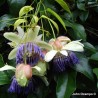 Sementes de Maracujá Perfeito (Passiflora popenovii)