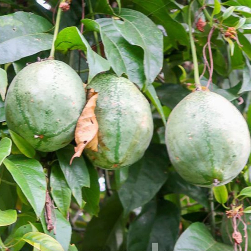Graines parfaites de fruit de la passion (Passiflora popenovii)